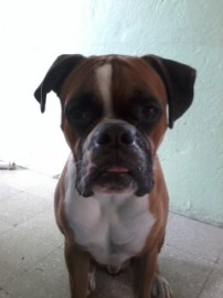 odie